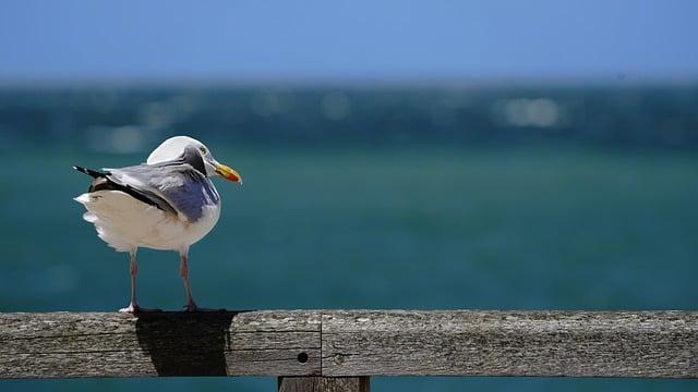 禽蟎怕什麼精油？